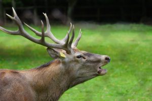 バックアップは結婚記念日を覚えるくらい大事